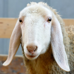 close-up of a sheep's head locked in the fence