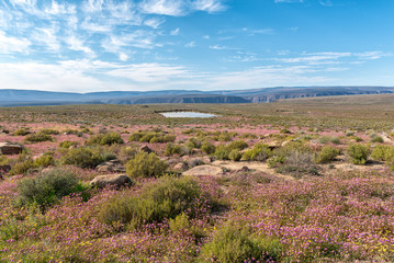 Landscape with purple wild flowers and dam near Gannaga Lodge
