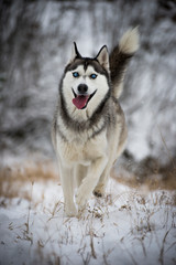 A siberian husky running to the camera with smiling face