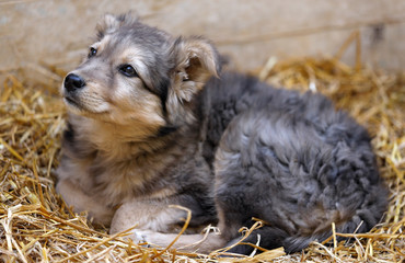 Fototapeta premium A puppy dog crouched on straw in the kennel