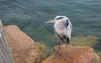 Great Blue Heron in the early morning in Morro Bay on the central coast of California United States