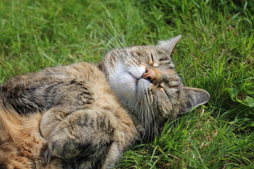a cute domestic cat lies at its back in green grass of the lawn in the flower garden closeup in...