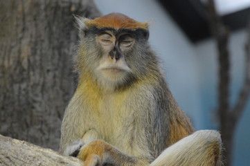 A Patas Monkey