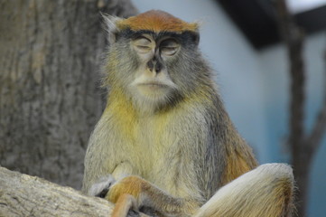 A Patas Monkey