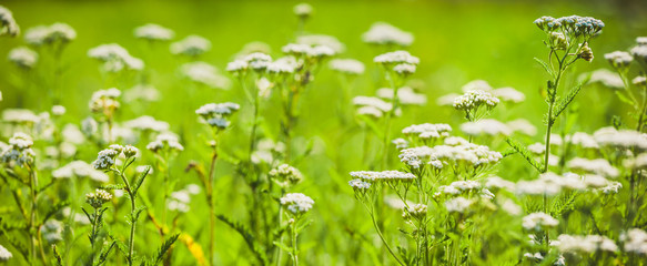 Summer meadow with white flowers of yarrow banner