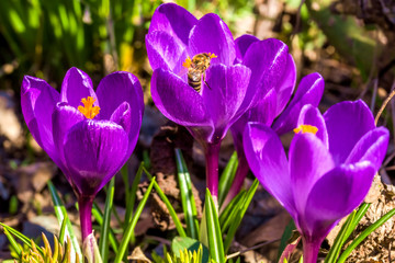 Fototapeta premium Lilac crocuses and the bee in the garden, close-up