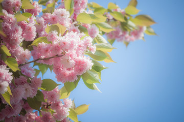Fototapety  Cherry bloom in spring