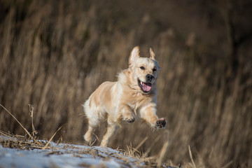 Young golden retriever running on winter landscape