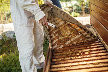 Beekeeper in suit is working at apiary. Opening wooden beehive Apiculture concept