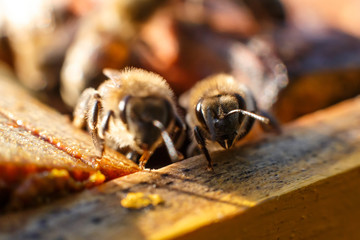 Closeup bee portrait on honeycomb in beehive. Apiculture concept
