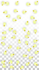 Vector Realistic Pink Petals Falling on Transparent Background.  Spring Romantic Flowers Illustration. Flying Petals. Sakura Spa Design. Blossom Confetti.