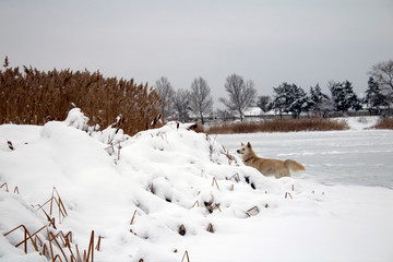red foxy dog hunting in the reeds in the winter frozen lake © PeterPike
