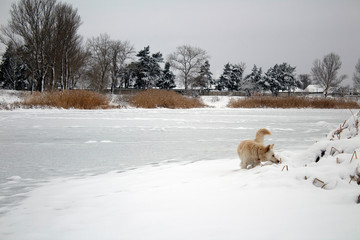 red foxy dog hunting in the reeds in the winter frozen lake
