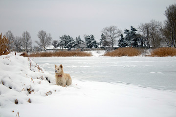 red foxy dog hunting in the reeds in the winter frozen lake © PeterPike