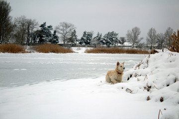 red foxy dog hunting in the reeds in the winter frozen lake © PeterPike