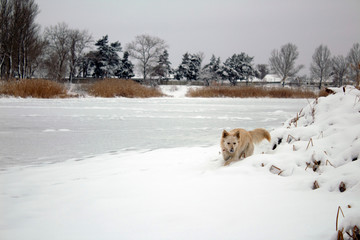 red foxy dog hunting in the reeds in the winter frozen lake
