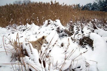 red foxy dog hunting in the reeds in the winter frozen lake © PeterPike