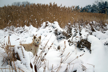 red foxy dog hunting in the reeds in the winter frozen lake © PeterPike
