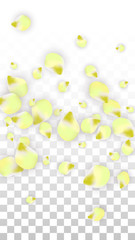 Vector Realistic Pink Petals Falling on Transparent Background.  Spring Romantic Flowers Illustration. Flying Petals. Sakura Spa Design. Blossom Confetti.