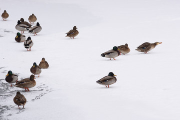 Wild ducks on ice and snow. Winter landscape minimalist style