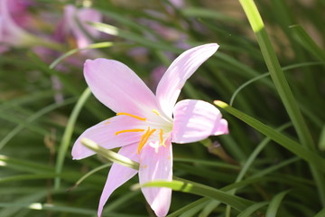 Flor