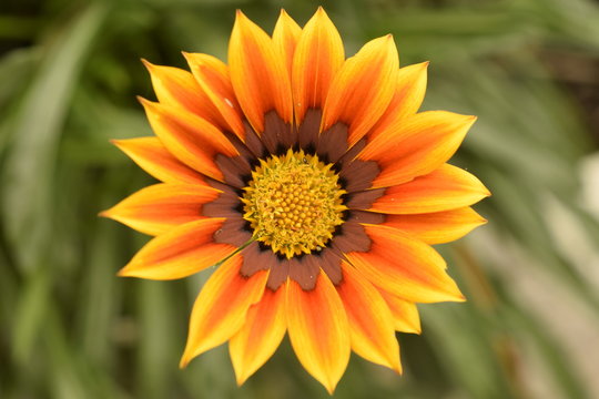 Flor