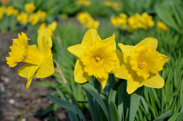 The yellow narcissus blossoms in the spring in a garden.