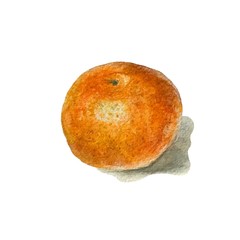 Hand painted watercolor mandarin with shadow. Orange citrus fruit. Hand drawn watercolor tangerine isolated on white background perfect for diet menu, illustration and scrapbook.