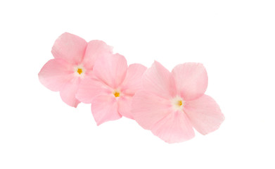 Obraz na płótnie Canvas pink flower phlox isolated