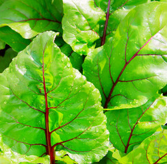 Beets growing in the garden. Beet plant. Beetroot leaf