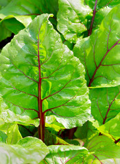 Beets growing in the garden. Beet plant. Beetroot leaf
