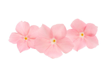 Fototapeta na wymiar pink flower phlox isolated