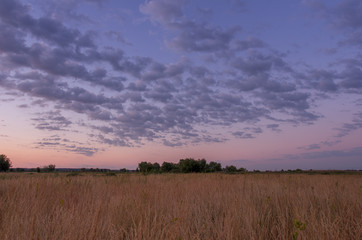 Running clouds. Horizon in the field. Yellow field.