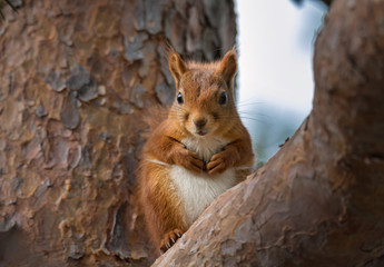 Obraz premium portrait of cute little squirrel in tree