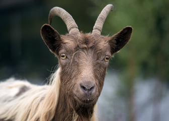funny and friendly goat with big horns