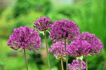 The famous gardens of Butchert on Victoria Island. Canada.