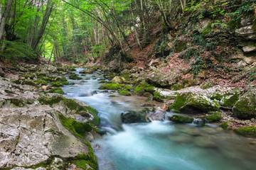 Mountain river in summer. Water stream at forest. Composition of nature