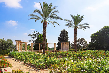 Fototapeta na wymiar Rose garden and palms, Park Ramat Hanadiv, Israel. The park is a family vault of Baron Edmond de Rothschild (1845-1934) and Baroness Adelaide de Rothschild (1853-1935)