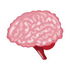 Vector design of anatomy and organ icon. Collection of anatomy and medical stock vector illustration.