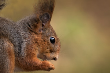 portrait of cute little squirrel
