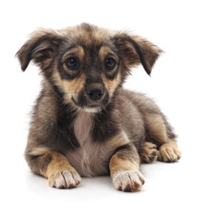 Brown beautiful puppy.
