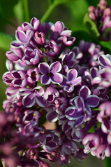 Syringa Vulgaris. Blossoming bush of a Common Lilac in a park. (Shallow depth of field, closeup)