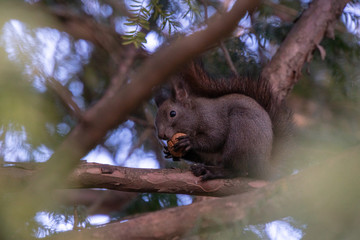 Eichhörnchen auf Ast mit Nuss im Mund