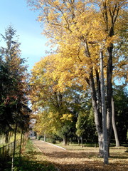 Fototapeta premium Осенний парк