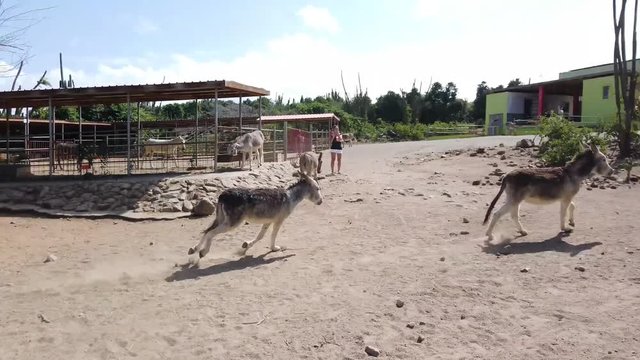 Two donkeys running together and chasing each other in a big corral around trees and a shed 
