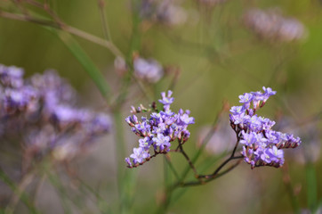 Limonium (Sea Lavender) flower blooms in the meadow. Flora of Ukraine. (Shallow depth of field, close-up)
