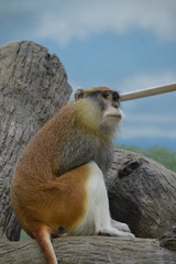 A Patas Monkey