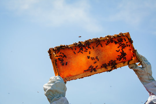 Beekeeper examining honeycomb frame against clear sky at apiary