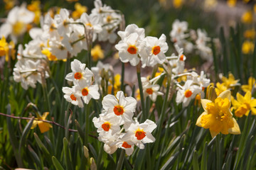 tiny daffodil group
