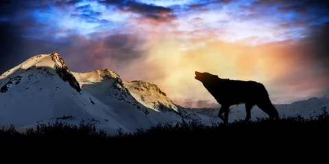 Poster Wolf wolf huilen bij zonsondergang